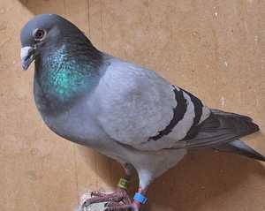 Gołębica odzyskana przez policjantów