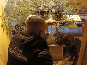 funkcjonariusz słuzby celno skarbowej z psem w pomieszczeniu z krzewami