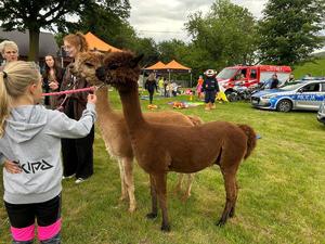 piknik rodzinny liczne grupy rodzin policyjune radiowozy dmuchańce stoliczki interaktywne oraz alpaki