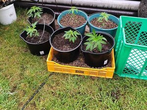 sadzonki roślin marihuany w doniczkach