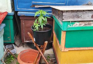 sadzonki roślin marihuany w doniczkach ułożone na zewnątrz przy budynku obok skrzynki i deski