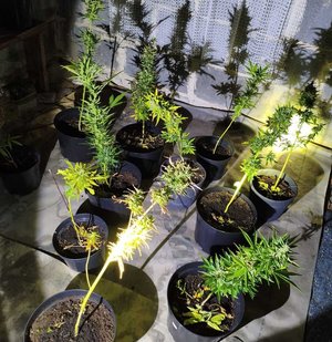 sadzonki konopi indyjskich w donicach w pomieszczeniu domu