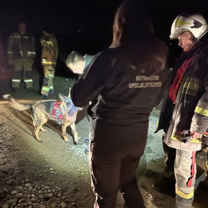 Poszukiwanie osoby w kompleksie leśnym przez służby.