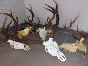 Zabezpieczone trofea