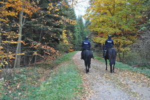 Patrol konny policji na drodze leśnej.