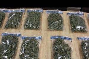 27-latek tymczasowo aresztowany za narkotyki. Na zdjęciu konopie indyjskie, które ujawnili policjanci.