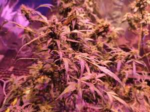 krzaki konopi indyjskich